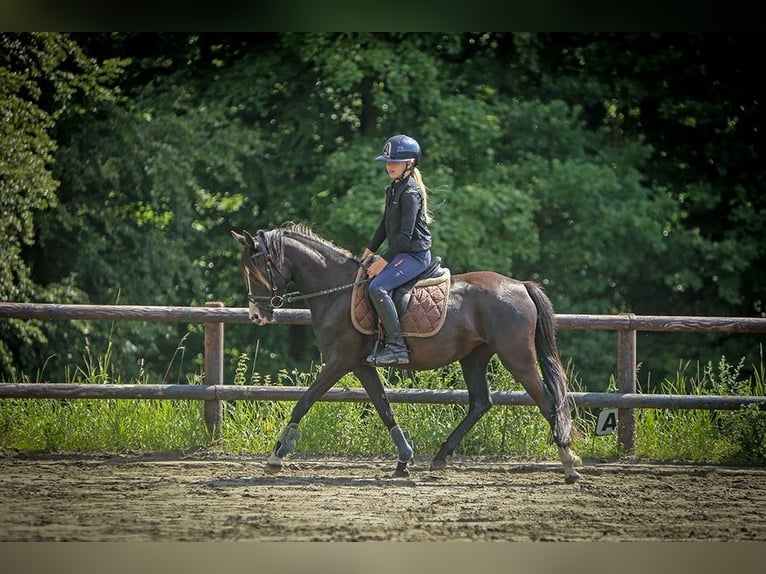 German Riding Pony Mare 4 years 13,2 hh Black in Schuby