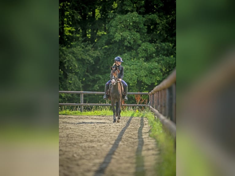 German Riding Pony Mare 4 years 13,2 hh Black in Schuby