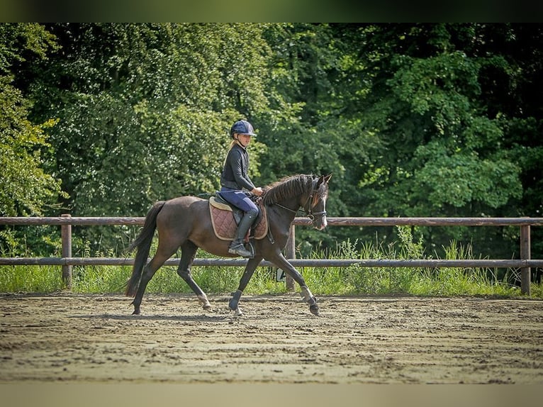 German Riding Pony Mare 4 years 13,2 hh Black in Schuby