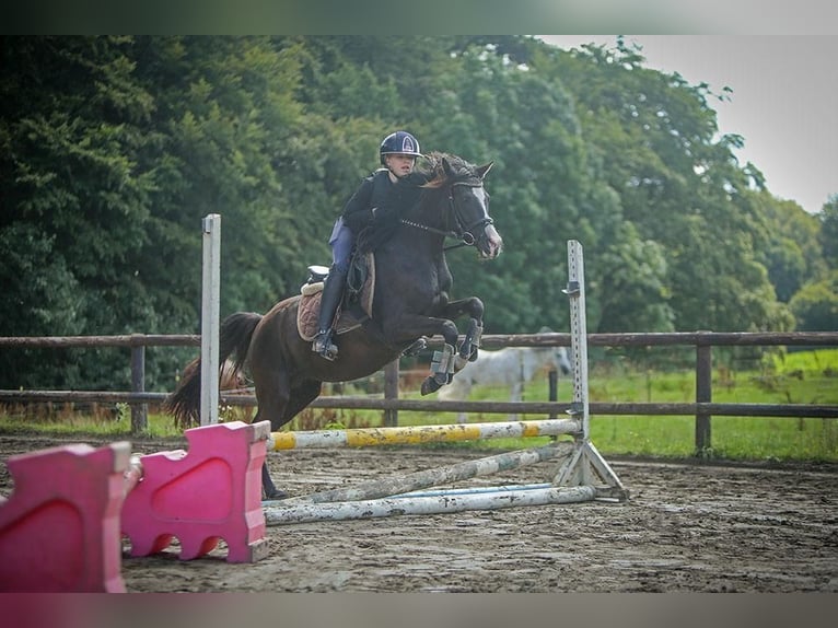 German Riding Pony Mare 4 years 13,2 hh Black in Schuby