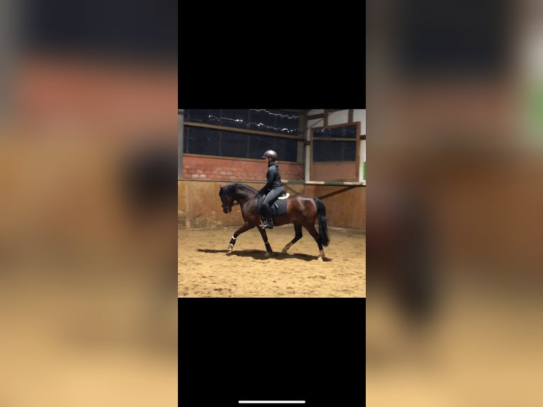 German Riding Pony Mare 4 years 13,2 hh Brown in Warendorf