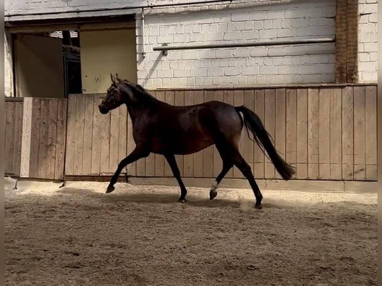 German Riding Pony Mare 4 years 13.2 hh Buckskin in Düsseldorf