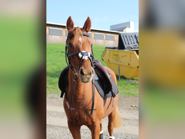 German Riding Pony Mare 4 years 13.2 hh Chestnut-Red in Schongau