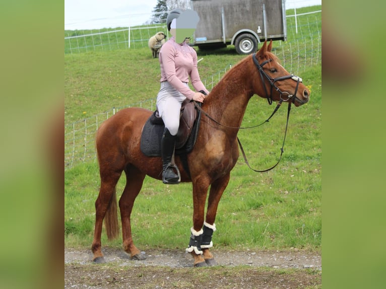 German Riding Pony Mare 4 years 13.2 hh Chestnut-Red in Schongau
