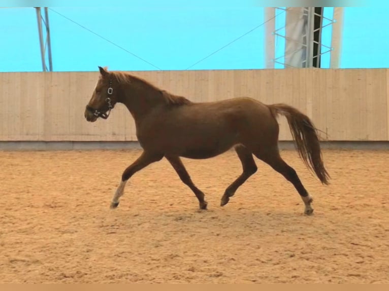 German Riding Pony Mare 4 years 13.2 hh Chestnut-Red in Harsdorf