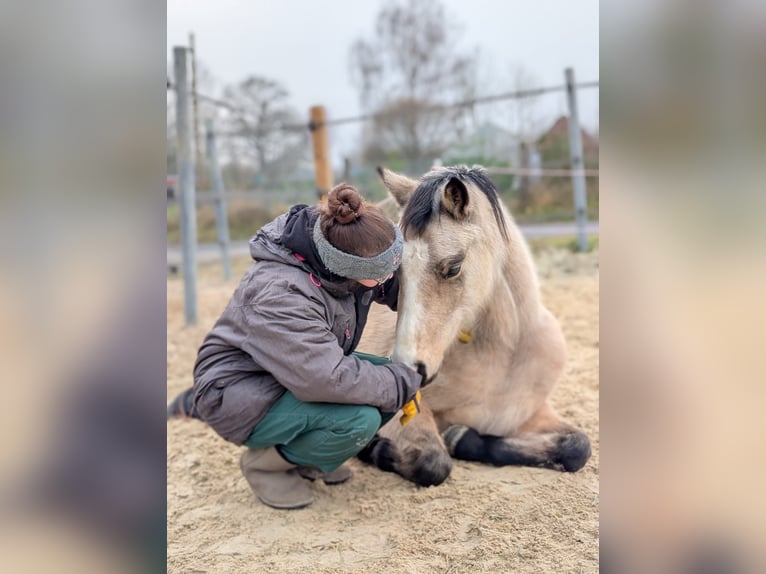 German Riding Pony Mare 4 years 13.2 hh Dun in Münster