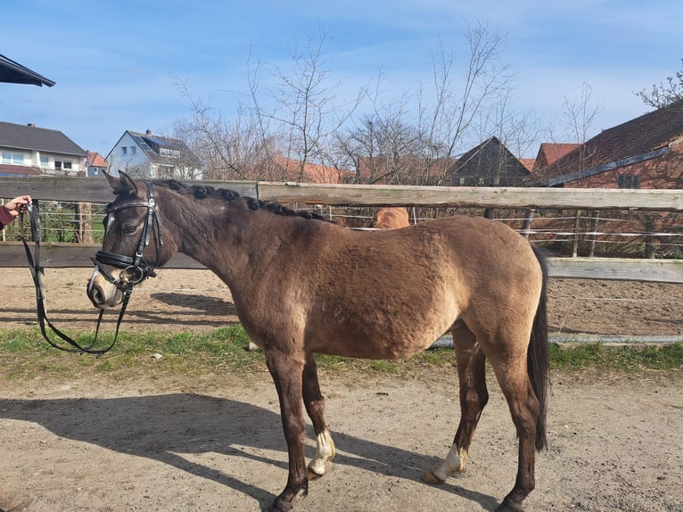 German Riding Pony Mare 4 years 13,2 hh Dun in Bockenem