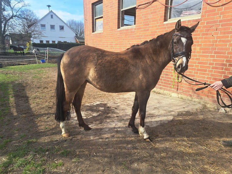 German Riding Pony Mare 4 years 13,2 hh Dun in Bockenem