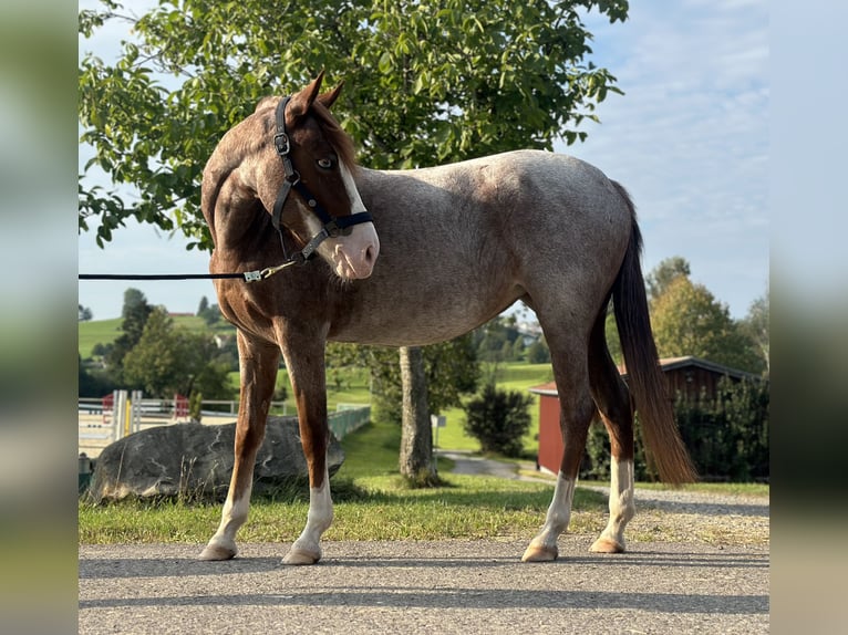 German Riding Pony Mare 4 years 13,2 hh Gray-Red-Tan in Altusried