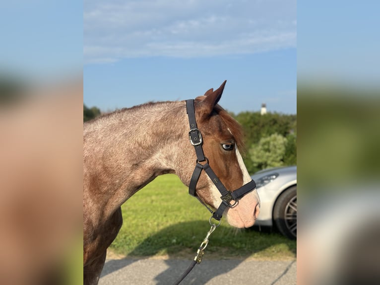 German Riding Pony Mare 4 years 13,2 hh Gray-Red-Tan in Altusried