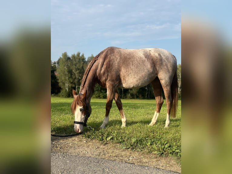 German Riding Pony Mare 4 years 13,2 hh Gray-Red-Tan in Altusried