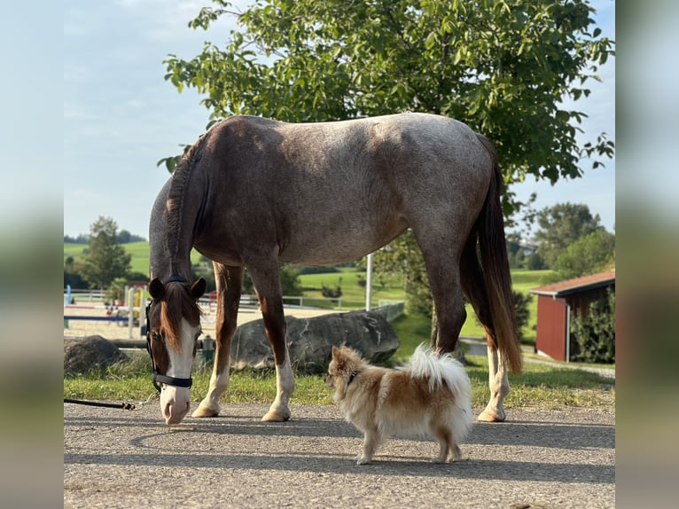 German Riding Pony Mare 4 years 13,2 hh Gray-Red-Tan in Altusried