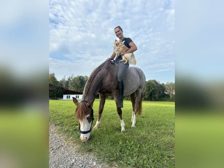 German Riding Pony Mare 4 years 13,2 hh Gray-Red-Tan in Altusried