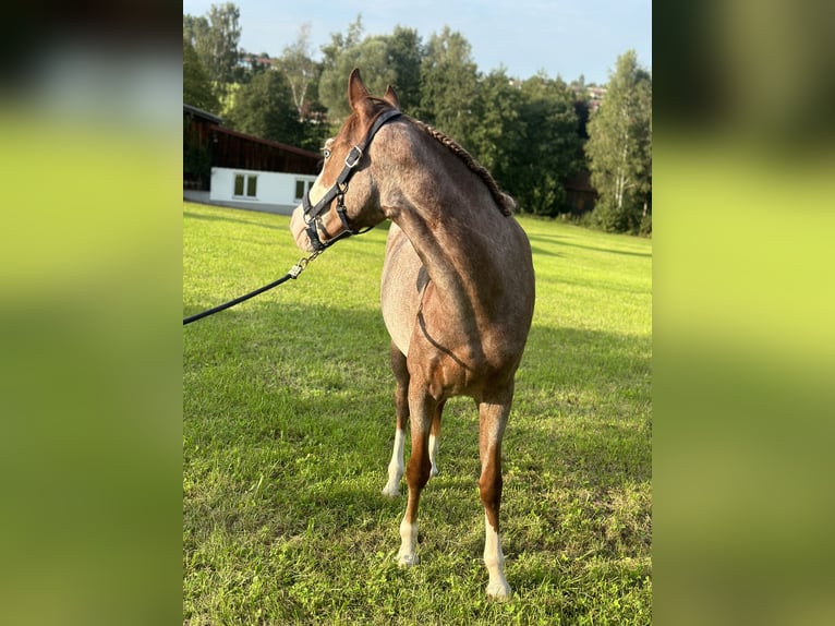 German Riding Pony Mare 4 years 13,2 hh Gray-Red-Tan in Altusried