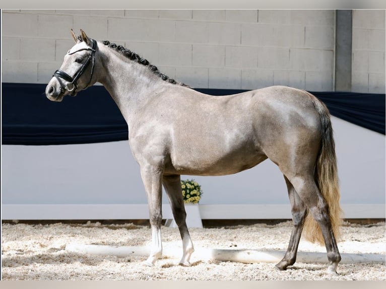 German Riding Pony Mare 4 years 13,2 hh Gray-Red-Tan in Bad Bergzabern