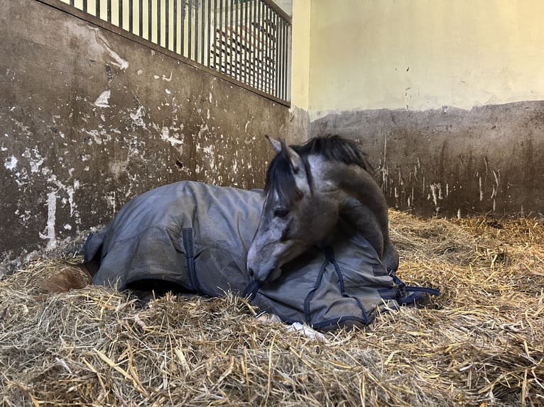 German Riding Pony Mare 4 years 13,2 hh Gray-Red-Tan in Bad Bergzabern