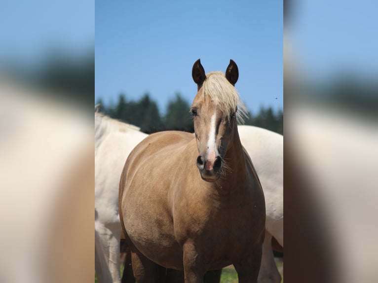 German Riding Pony Mare 4 years 13.2 hh Palomino in Bullange