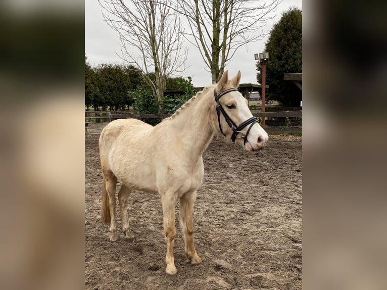 German Riding Pony Mix Mare 4 years 13,2 hh Palomino in Hopsten