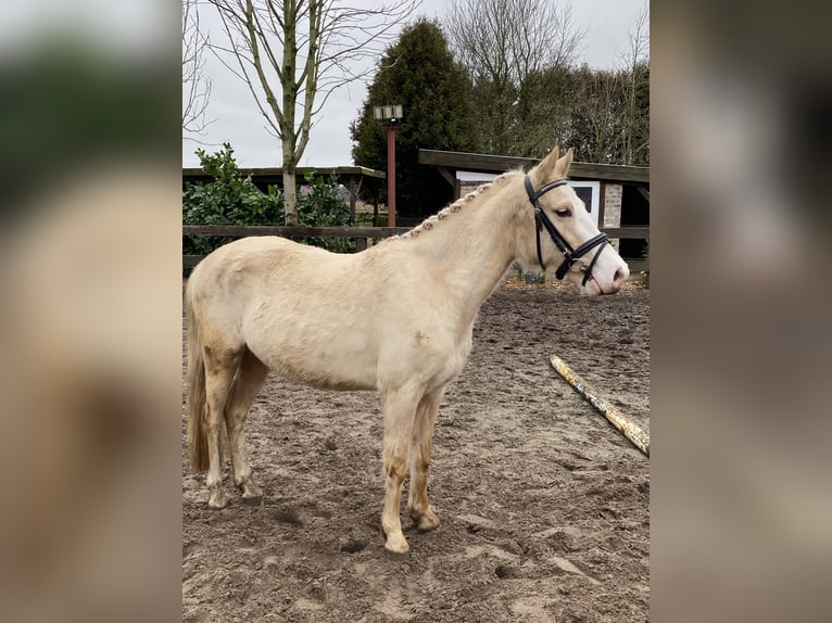 German Riding Pony Mix Mare 4 years 13,2 hh Palomino in Hopsten