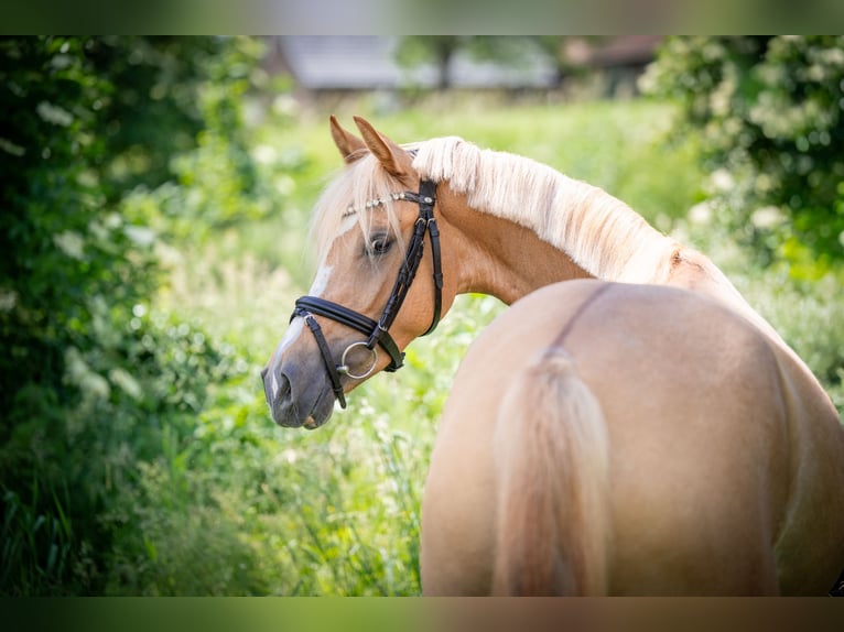 German Riding Pony Mare 4 years 13.2 hh Red Dun in Bramsche