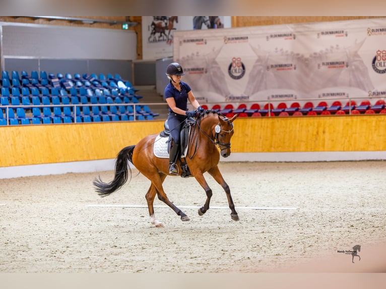 German Riding Pony Mare 4 years 13.3 hh Brown in Westerstede
