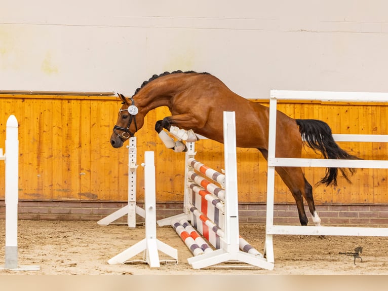 German Riding Pony Mare 4 years 13.3 hh Brown in Westerstede