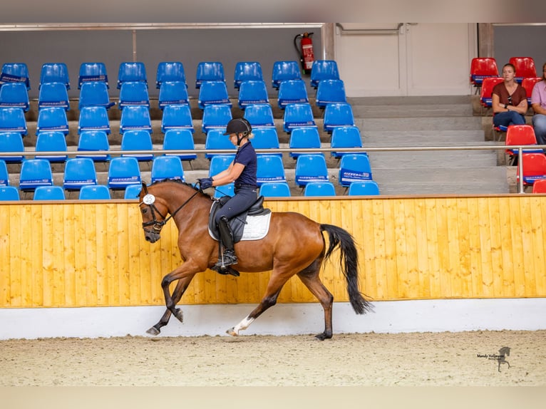 German Riding Pony Mare 4 years 13.3 hh Brown in Westerstede