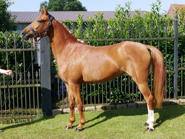 German Riding Pony Mare 4 years 13,3 hh Chestnut-Red in Dorsten