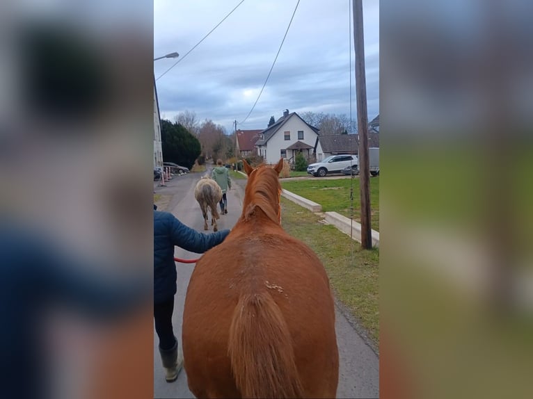 German Riding Pony Mare 4 years 13.3 hh Chestnut-Red in Extertal