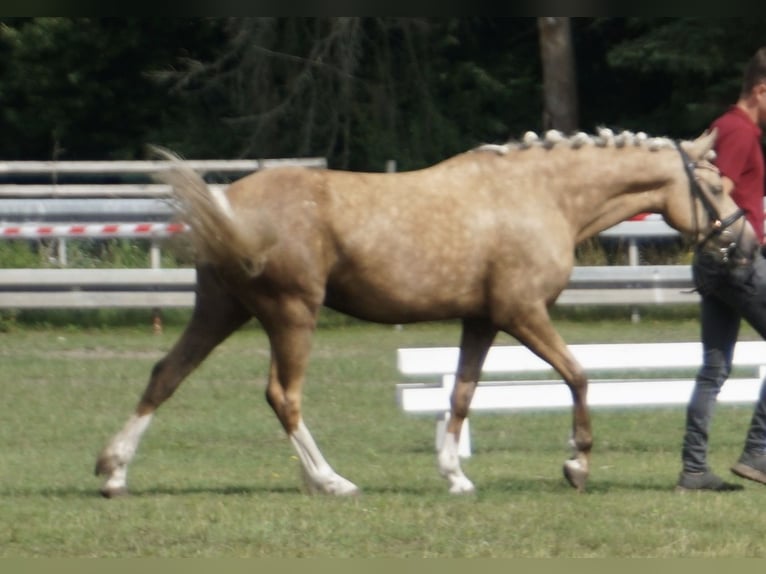 German Riding Pony Mare 4 years 13,3 hh Palomino in Treuenbrietzen