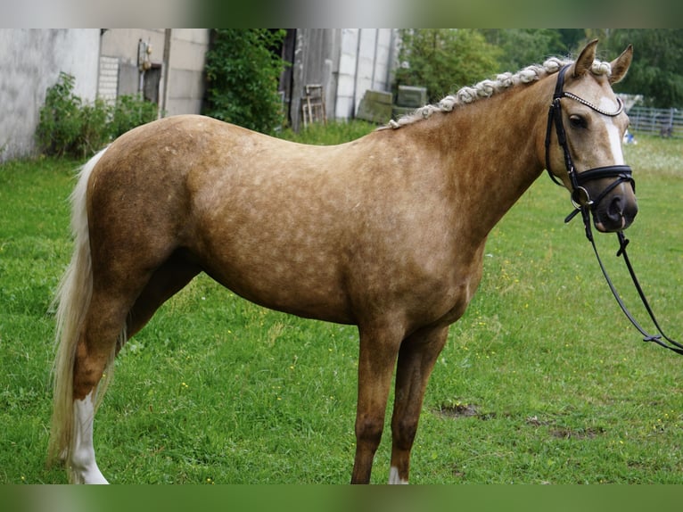 German Riding Pony Mare 4 years 13,3 hh Palomino in Treuenbrietzen