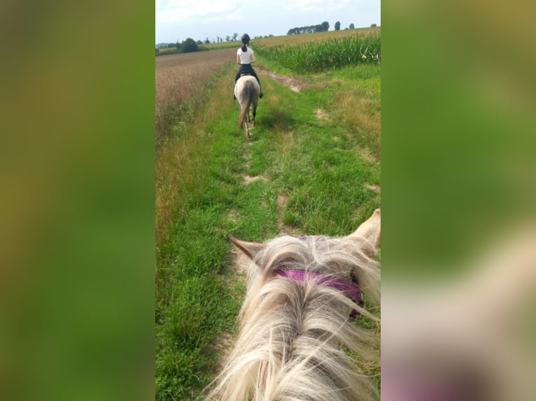 German Riding Pony Mix Mare 4 years 13,1 hh Leopard-Piebald in genthin
