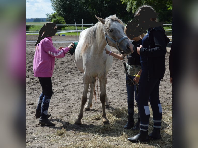 German Riding Pony Mix Mare 4 years 13,1 hh Leopard-Piebald in genthin