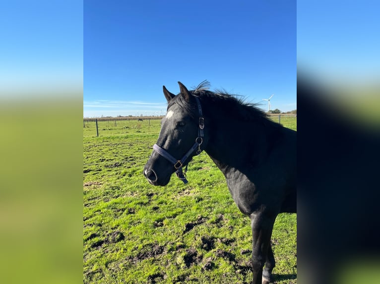 German Riding Pony Mare 4 years 13,2 hh Black in Risum-Lindholm