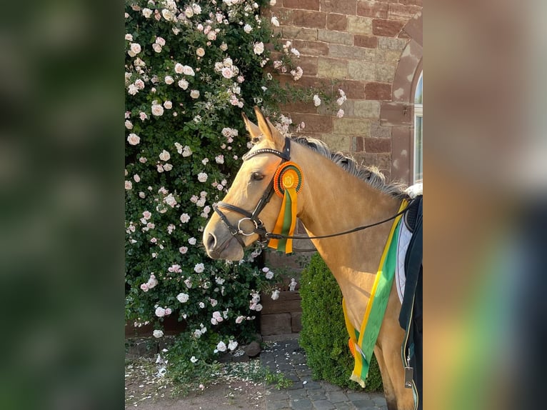 German Riding Pony Mare 4 years 13,2 hh Buckskin in Zweibr&#xFC;ckenZweibr&#xFC;cken