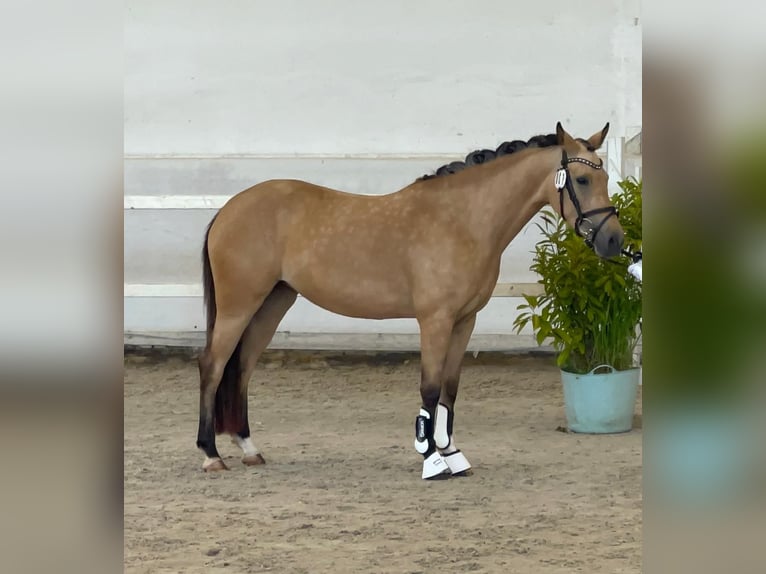 German Riding Pony Mare 4 years 13,2 hh Buckskin in Zweibr&#xFC;ckenZweibr&#xFC;cken