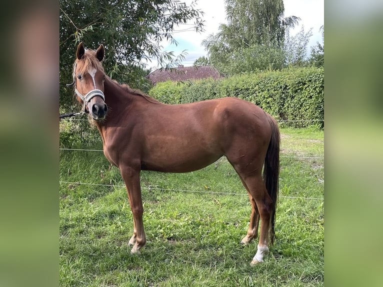 German Riding Pony Mare 4 years 13,2 hh Chestnut-Red in Suhlendorf