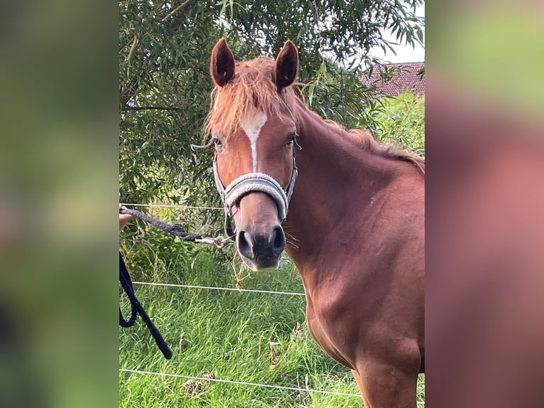 German Riding Pony Mare 4 years 13,2 hh Chestnut-Red in Suhlendorf