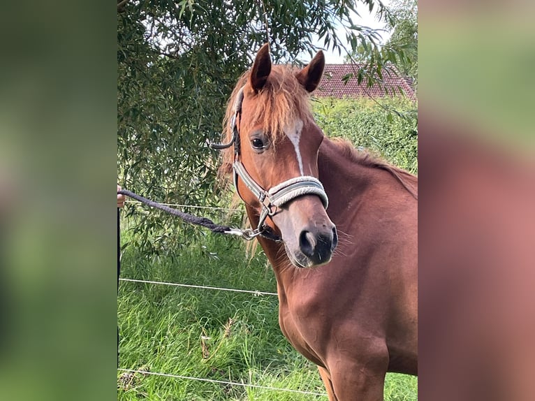 German Riding Pony Mare 4 years 13,2 hh Chestnut-Red in Suhlendorf