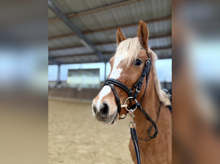 German Riding Pony Mare 4 years 13,2 hh Palomino in Kirchlinteln