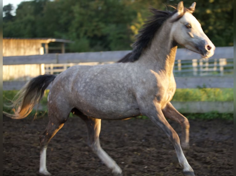 German Riding Pony Mare 4 years 13,3 hh in Nersingen