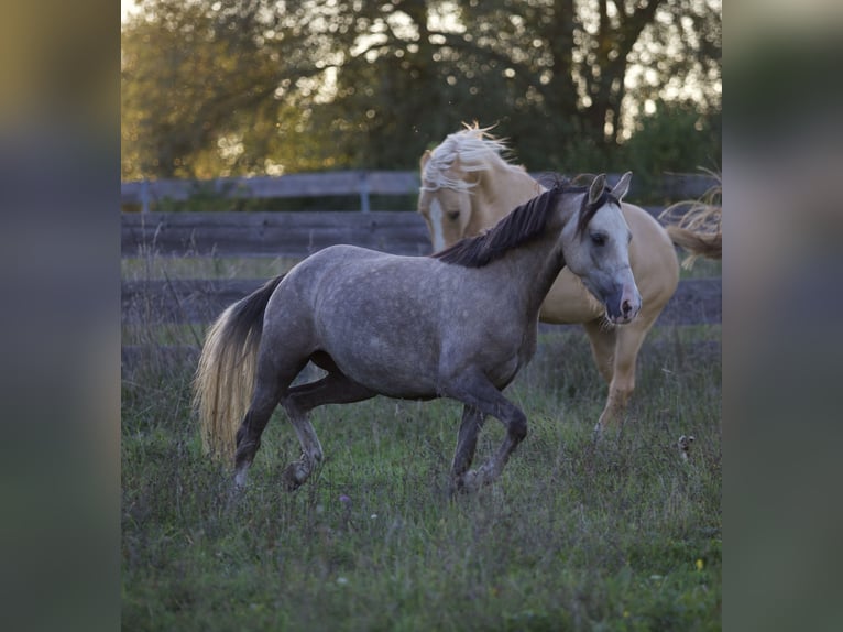 German Riding Pony Mare 4 years 13,3 hh in Nersingen