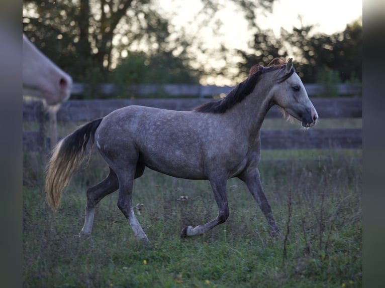German Riding Pony Mare 4 years 13,3 hh in Nersingen