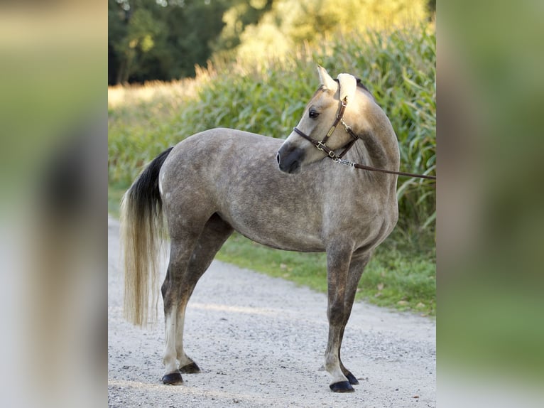 German Riding Pony Mare 4 years 13,3 hh in Nersingen