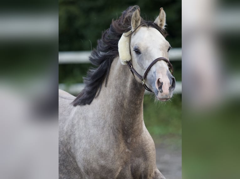 German Riding Pony Mare 4 years 13,3 hh in Nersingen