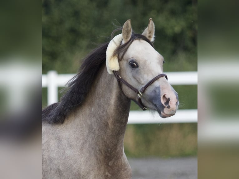 German Riding Pony Mare 4 years 13,3 hh in Nersingen