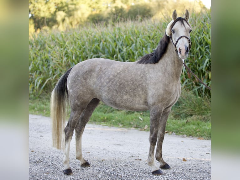 German Riding Pony Mare 4 years 13,3 hh in Nersingen