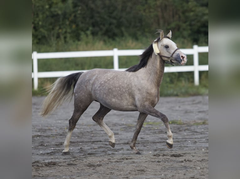 German Riding Pony Mare 4 years 13,3 hh in Nersingen