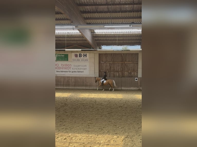 German Riding Pony Mare 4 years 13,3 hh Palomino in Heiligenstadt