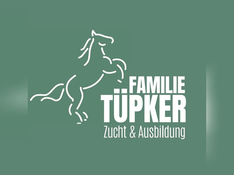 German Riding Pony Mare 4 years 14,1 hh Bay-Dark in Westerkappeln